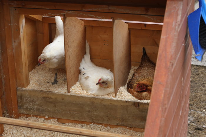 therapy-chickens